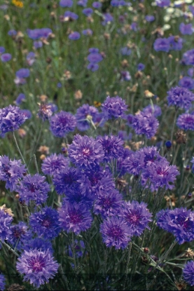 Picture of Cornflower Crown Double Strain - Blue
